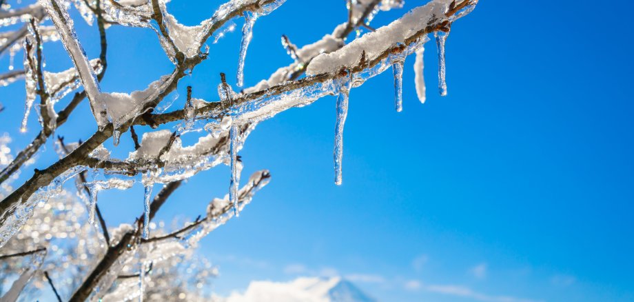 Ice-covered branches