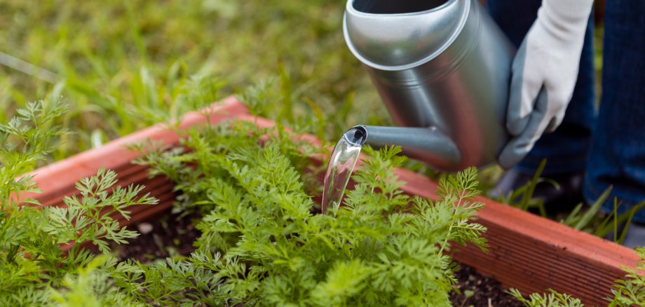 Save on sewer bills with a garden water meter A person is watering vegetable plants in a garden with a watering can. The water is being poured directly onto the plants.