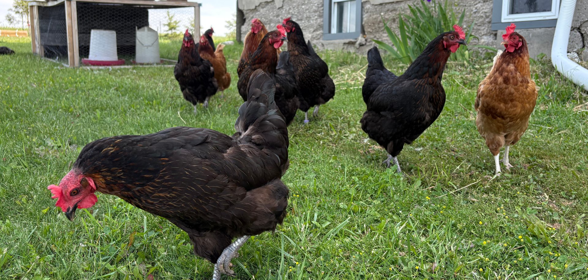 Website covers 16:9 - 1