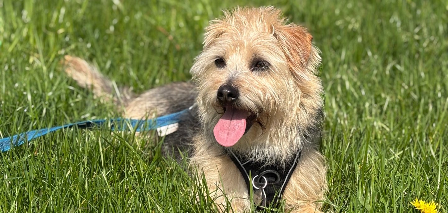 Pumpkin also has to pay dog tax