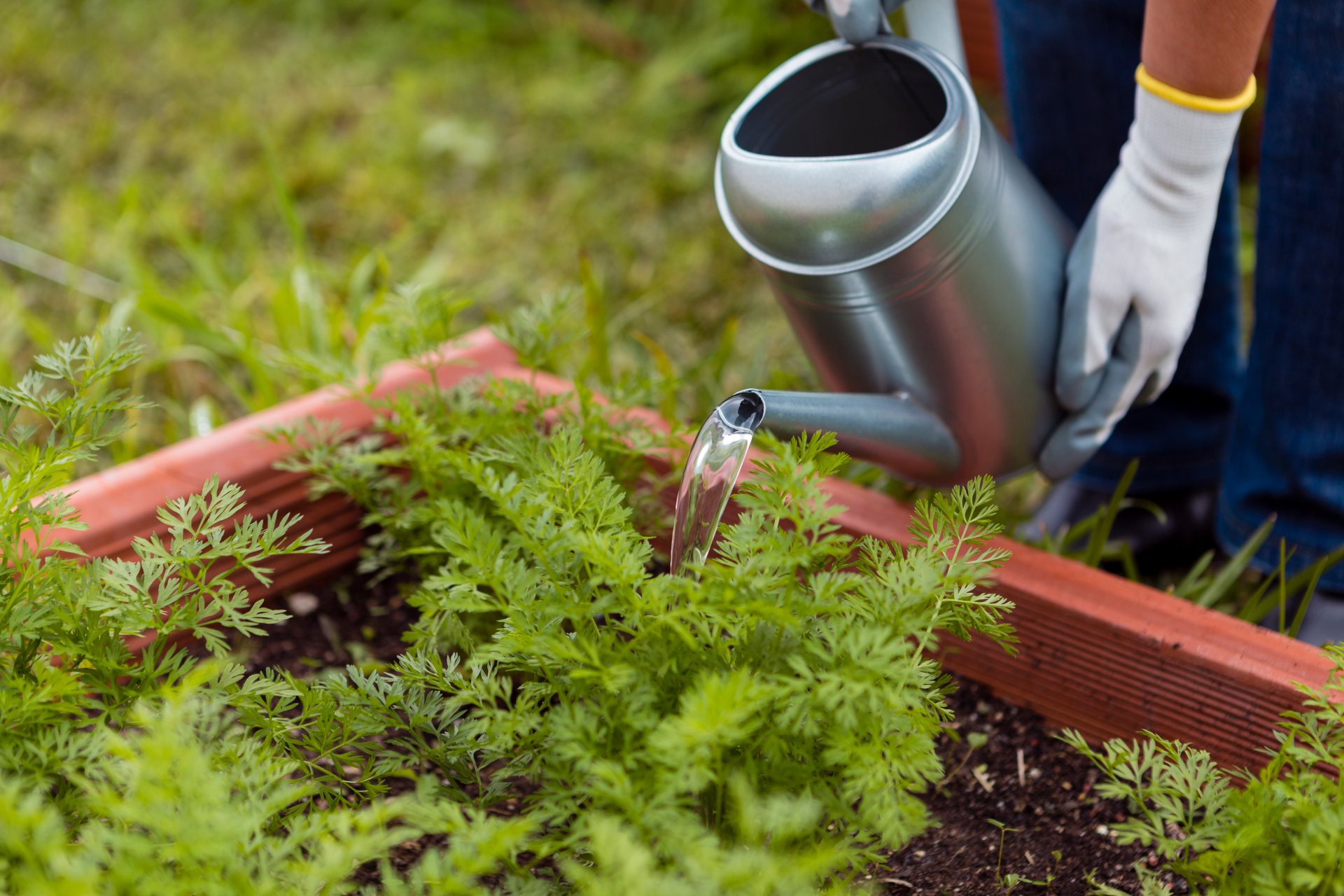 Iemand geeft groenteplanten in een tuin water met een gieter. Het water wordt rechtstreeks op de planten gegoten.